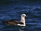 Albatros pico fino (Thalassarche chlororhynchos)