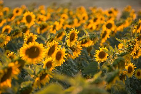 Perdida entre girasoles (OOTD)