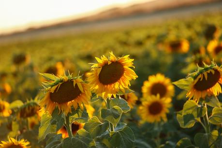 Perdida entre girasoles (OOTD)