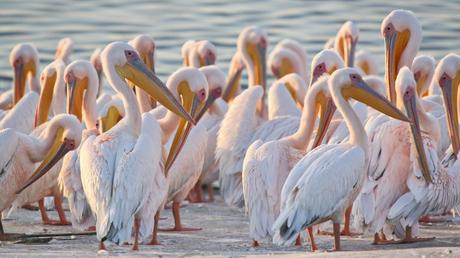 9 maravillosas fotos de aves en Israel