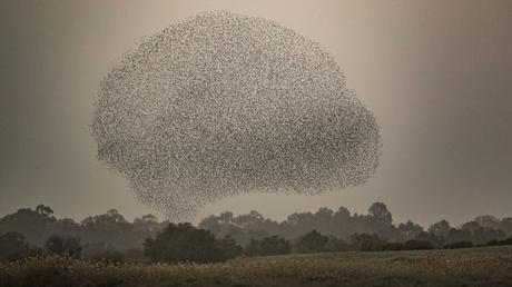 9 maravillosas fotos de aves en Israel