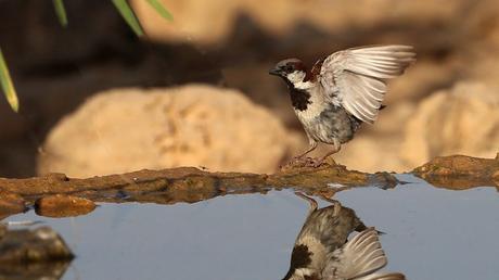 9 maravillosas fotos de aves en Israel