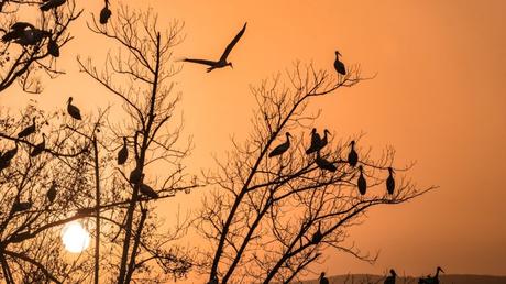 9 maravillosas fotos de aves en Israel