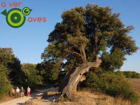 Cigu en Navarra, entre buitres y hayas