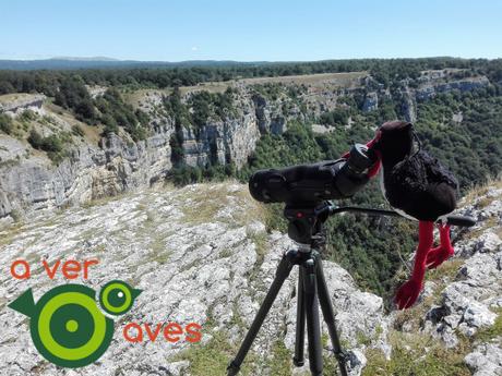 Cigu en Navarra, entre buitres y hayas