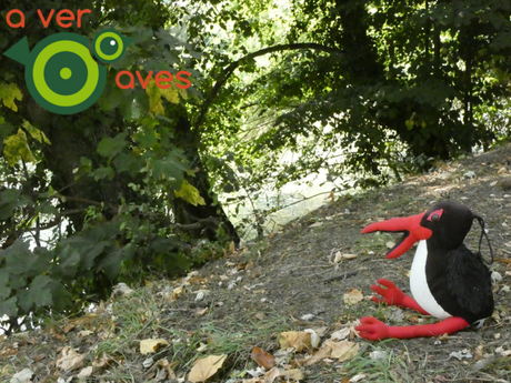 Cigu en Navarra, entre buitres y hayas