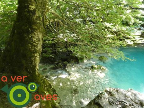 Cigu en Navarra, entre buitres y hayas