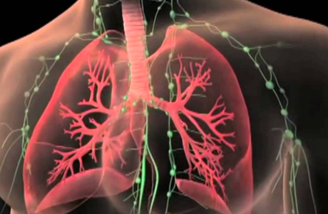 Cada vez más cerca de crear pulmones para trasplantes en humanos