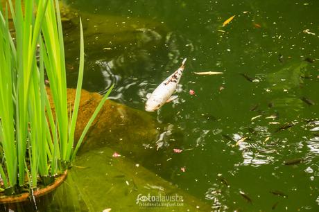 Más vale pez volando... - Fotografía artística