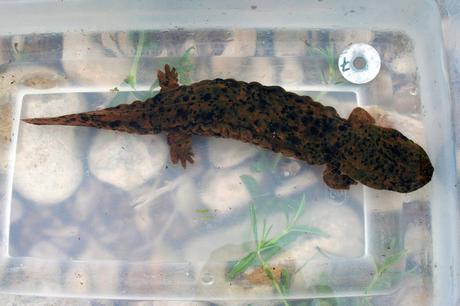 Salamandra americana gigante Salamandra americana gigante