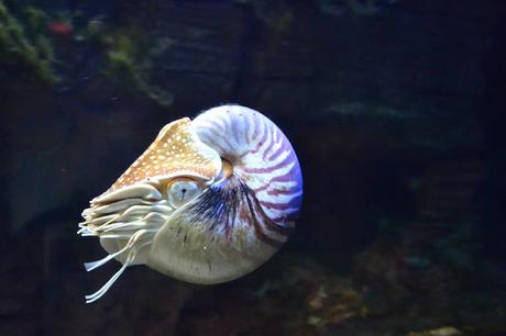 Nautilus Nautilus