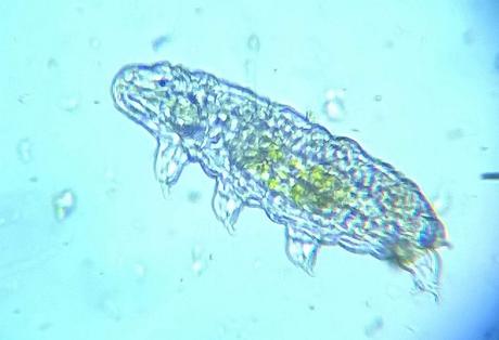 Una tardigrada Una tardigrada