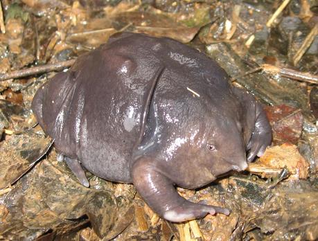 Nasikabatrachus sahyadrensis o rana púrpura Nasikabatrachus sahyadrensis o rana púrpura
