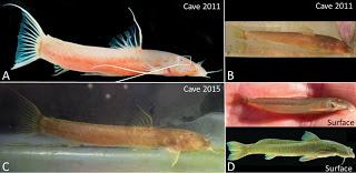 Subterranean Biology (Brasil, Ecuador y México)