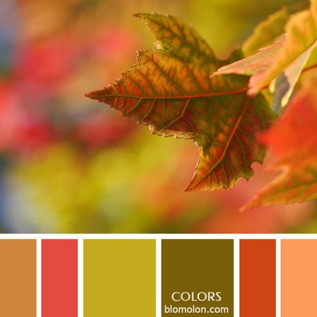 Variedad En Color 9 Paletas