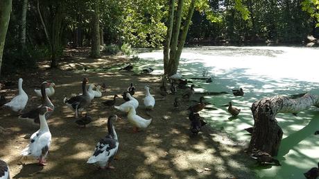 De Granollers a la Bassa dels ànecs de La Roca del Vallès