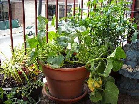 14 plantas ideales para el macetohuerto!!
