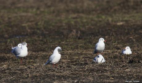 Por caminos de General Belgrano (junio 2018) Por caminos de General Belgrano (junio 2018)