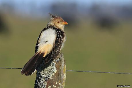 Por caminos de General Belgrano (junio 2018) Por caminos de General Belgrano (junio 2018)