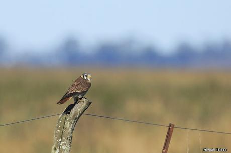 Por caminos de General Belgrano (junio 2018) Por caminos de General Belgrano (junio 2018)