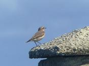 Migración postnupcial, collalbas