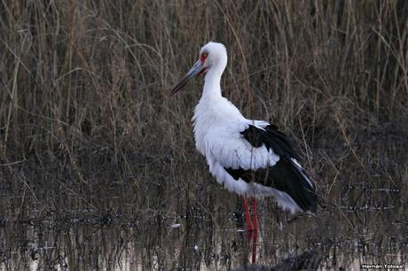 Cigüeña al atardecer