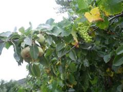 De alcornoques hablamos