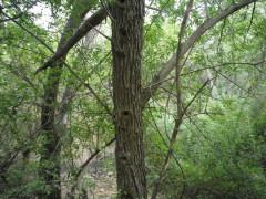 De alcornoques hablamos