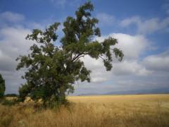 De alcornoques hablamos