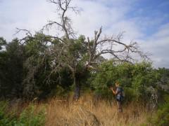 De alcornoques hablamos