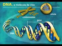 Porque las Mutaciones Genéticas Afectan diferente a cada Individuo