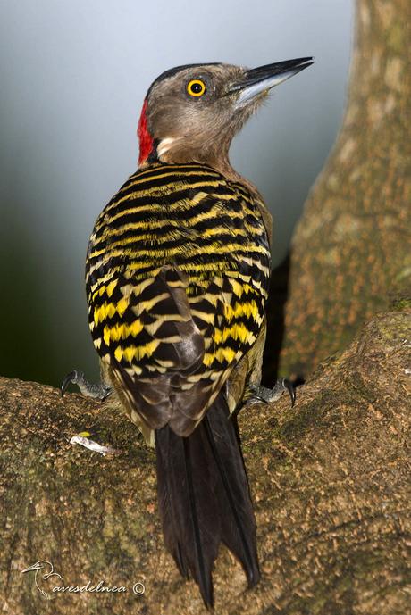 Carpintero de La Española / Hispaniolan Woodpecker; Melanerpes striatus (Müller, 1776)