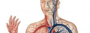 Mala circulación: causas, signos y síntomas, y tratamiento