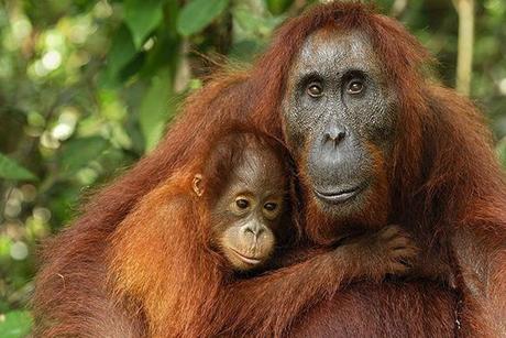 Orangutanes: Inteligentes, divertidos, tiernos… y en peligro de extinción
