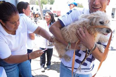 OCUPA EDOMÉX PRIMER LUGAR NACIONAL EN ESTERILIZACIONES DE PERROS Y GATOS