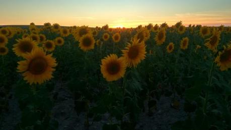 Resultat d'imatges de girasoles castilla