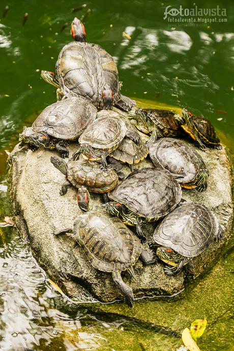 Formación de tortuga - Fotografía artística