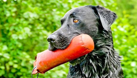 perro labrador jugando 