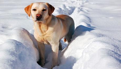 labrador paseando