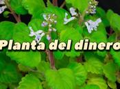 planta dinero