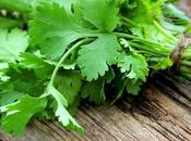 Cilantro, usos, beneficios, propiedades, contraindicaciones