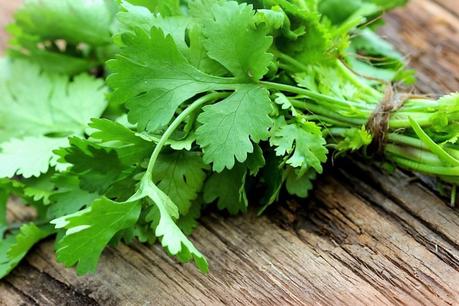 cilantro