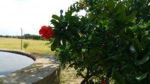 Emocionalmente Saludable.