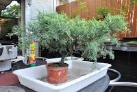 Proyecto Junipero 1: La base y el diseño