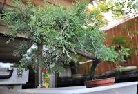 Proyecto Junipero 1: La base y el diseño