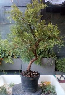 Proyecto Junipero 1: La base y el diseño