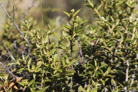 Quilimbai (Chuquiraga avellanedae)