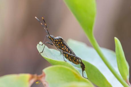 Leptoglossus gonagra