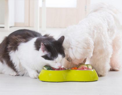 ¿Sabías que alimentar a tu mascota con restos de comida puede ser peligroso?