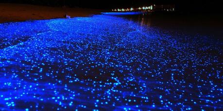 Plancton Luminiscente en Tailandia - Playa